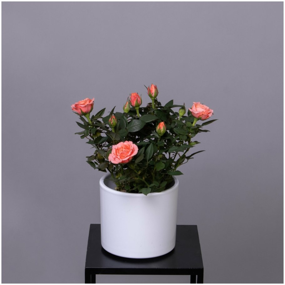 Роза Кордана