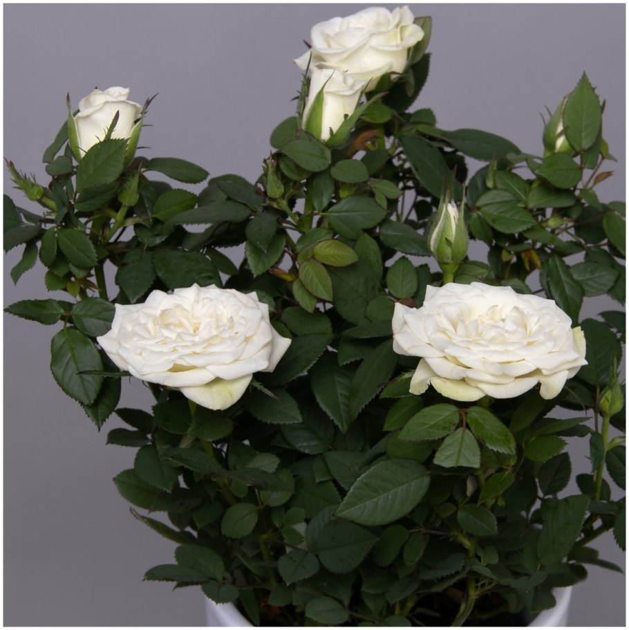 Роза кордана микс