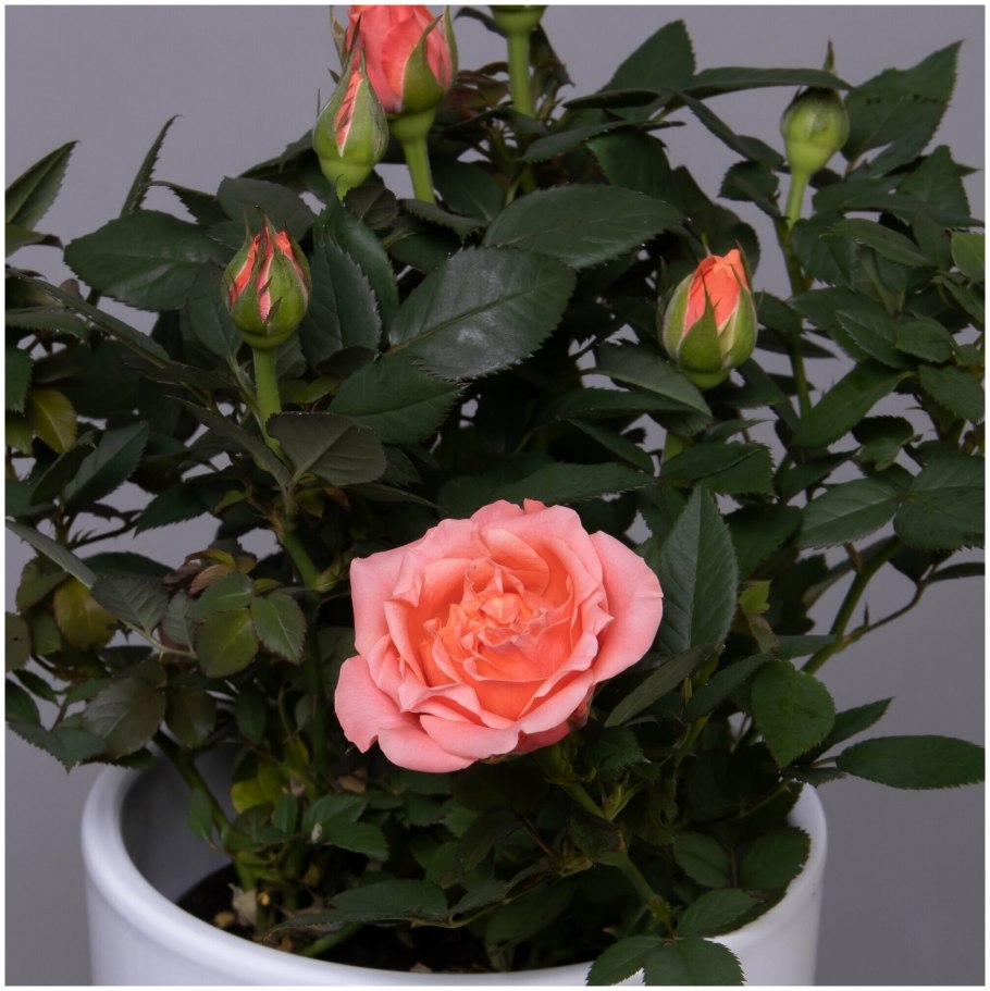 Каланхоэ цветок в букете