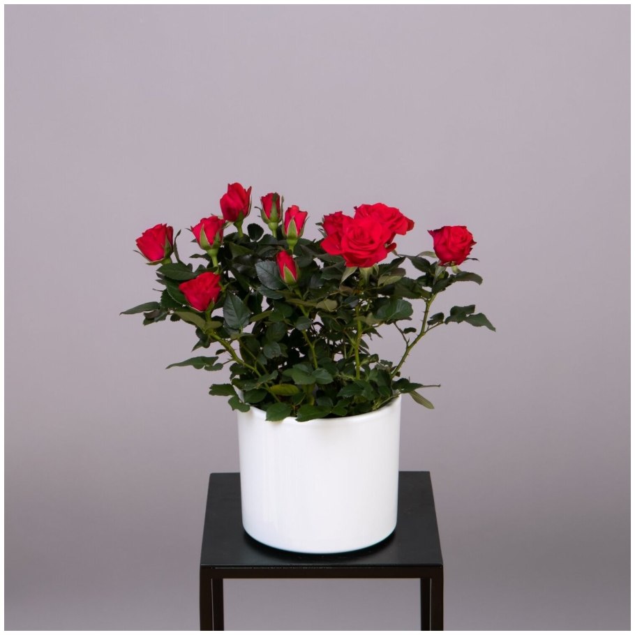 Роза Кордана (Rosa Kordana)