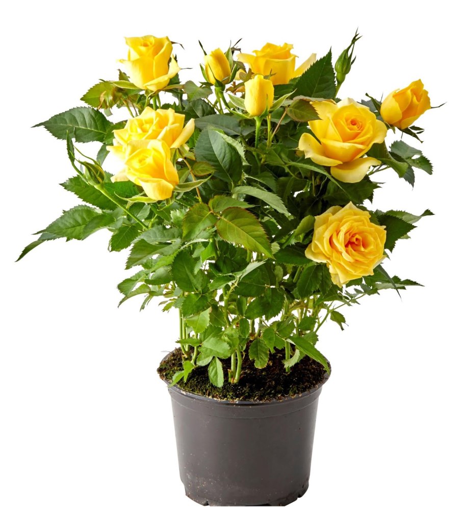 Роза кордана желтая