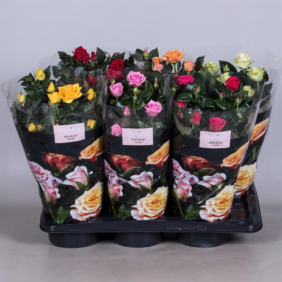 Роза кордана микс d10 h25