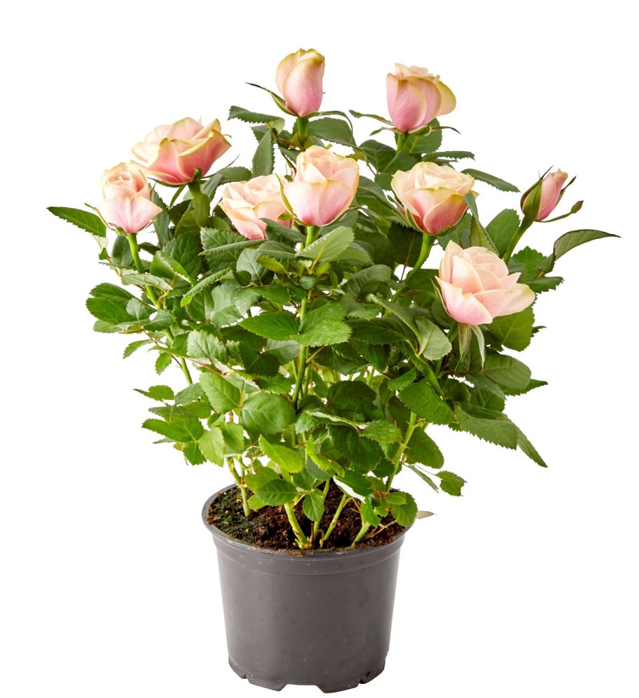 Роза кордана rosa kordana