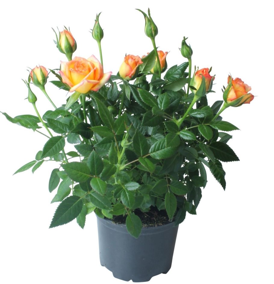 Роза кордана rosa kordana