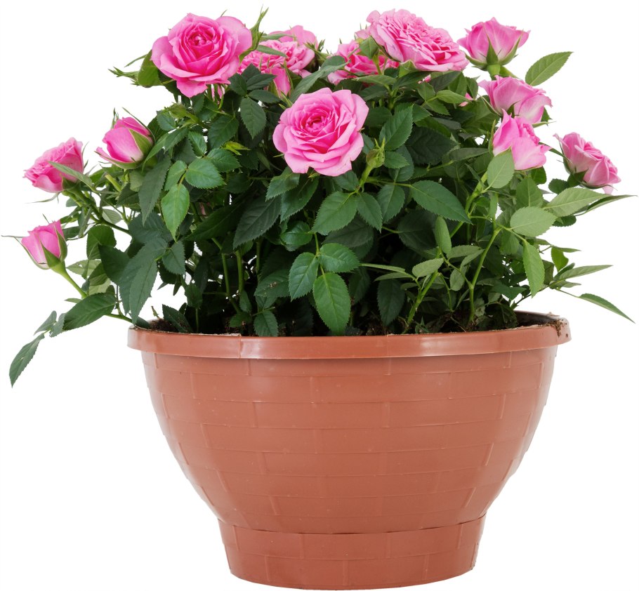 Роза Кордана Марика