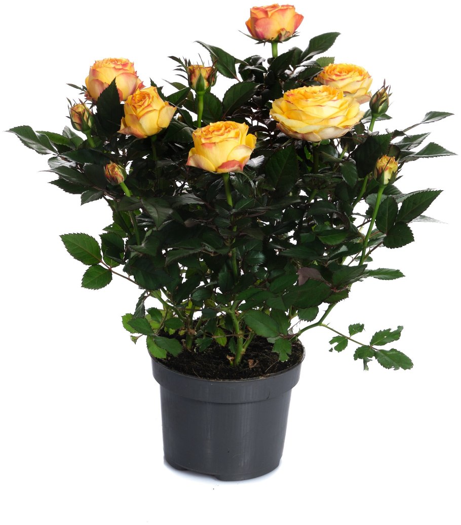 Роза Кордана Гранд Санстар