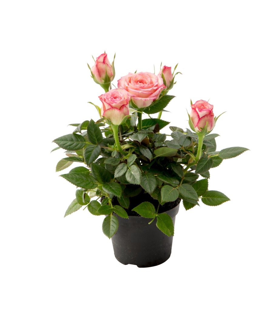 Роза кордана микс