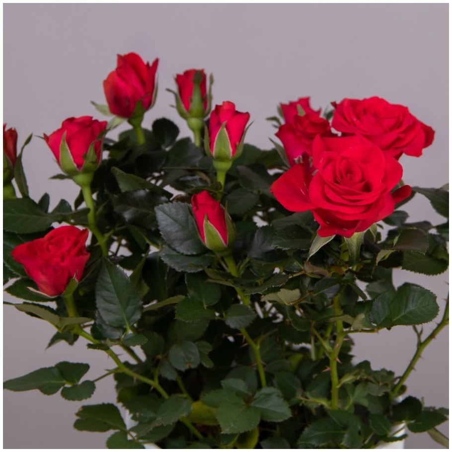 Роза Кордана Гранде микс