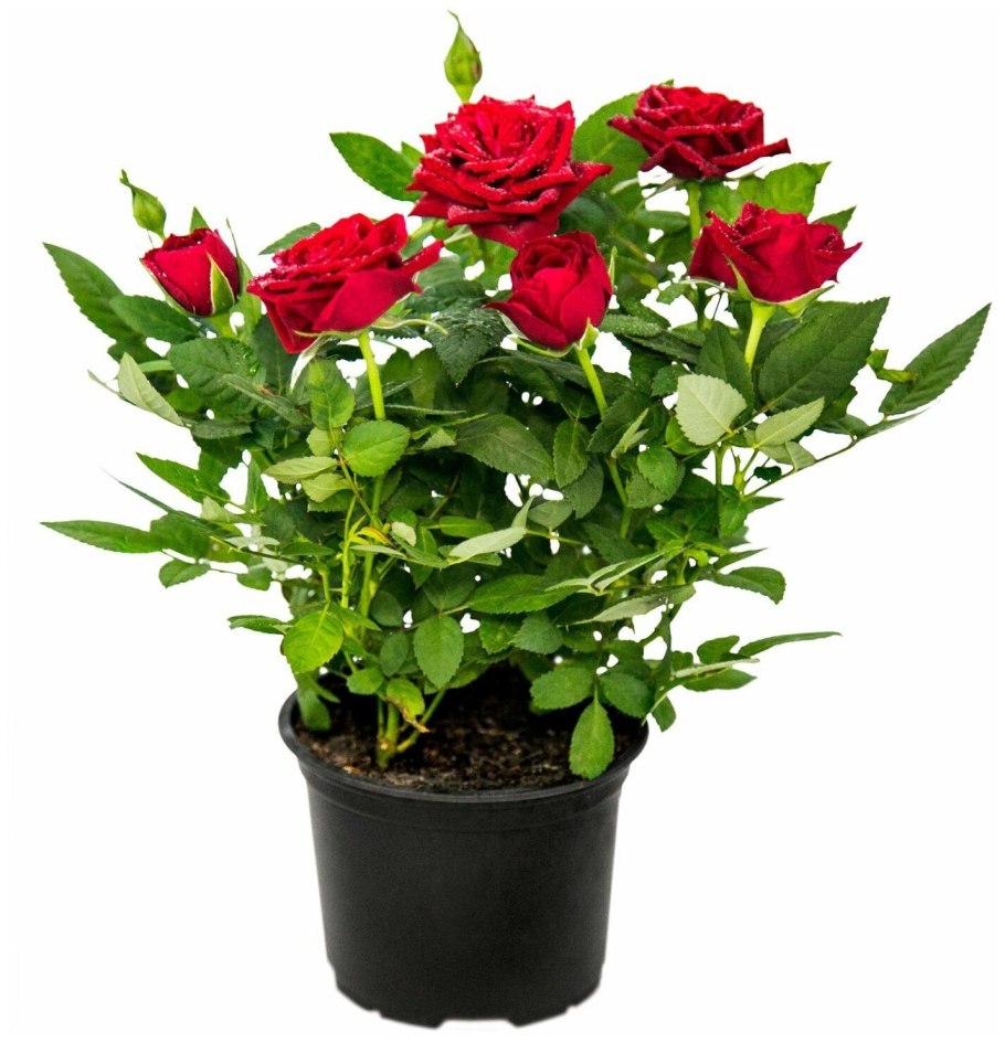 Роза горшечная кордана микс