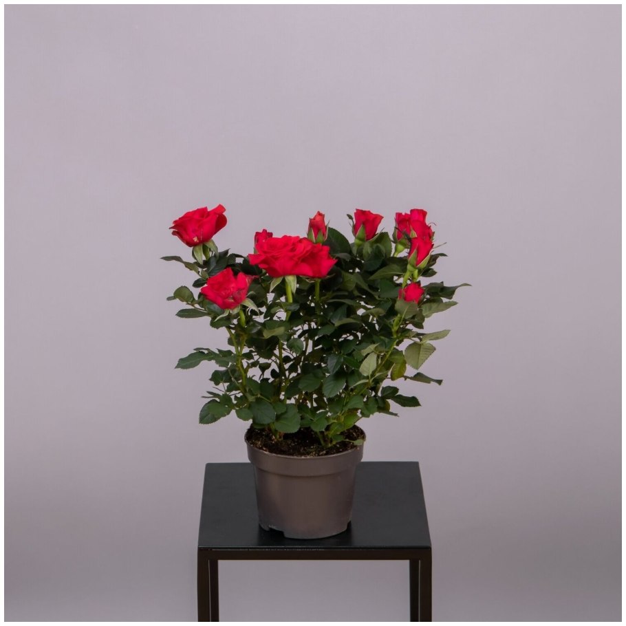 Роза Кордана карнавал