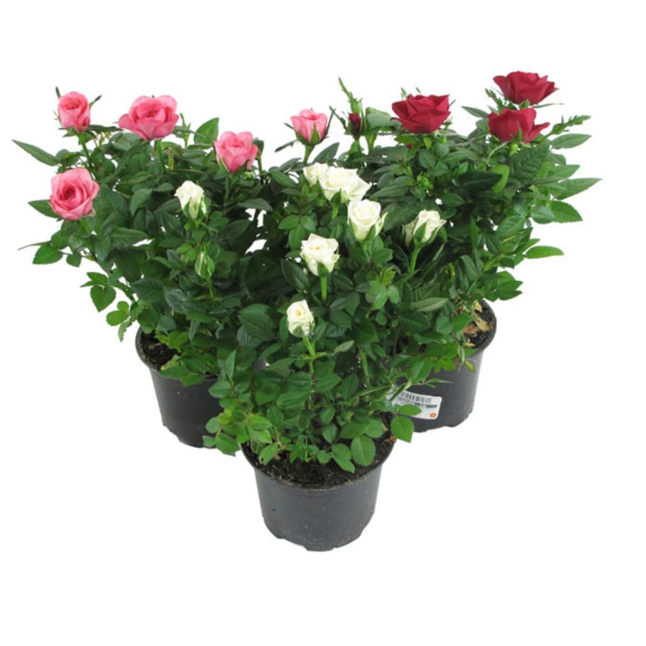 Роза кордана мини микс