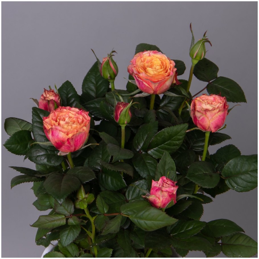 Роза Кордана малиновая Керри