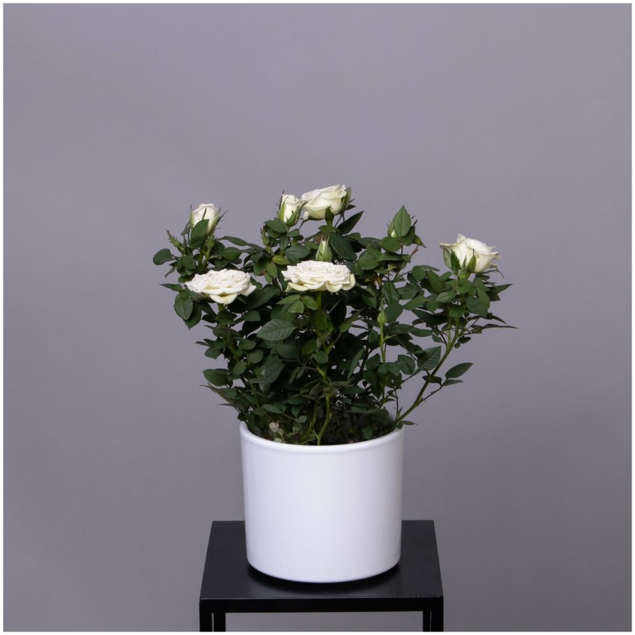 Роза Кордана фотографии