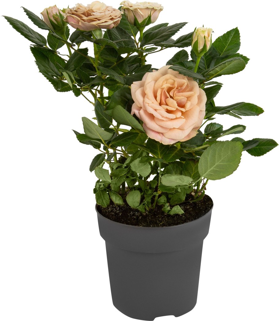 Роза патио хит жёлтая Лара