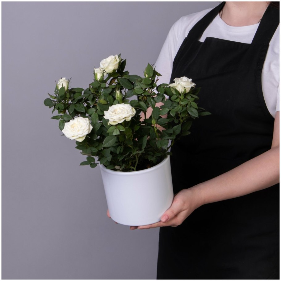 Роза кордана