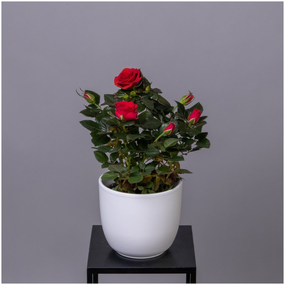 Роза Кордана микс