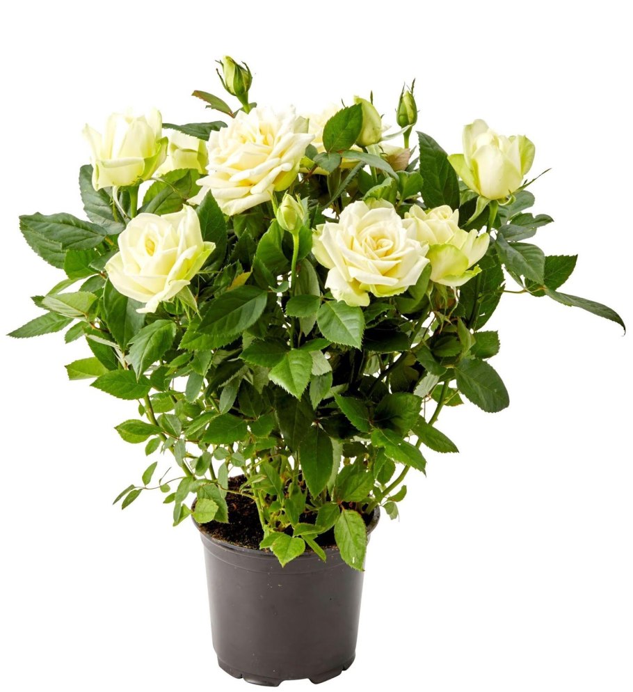 Роза Кордана