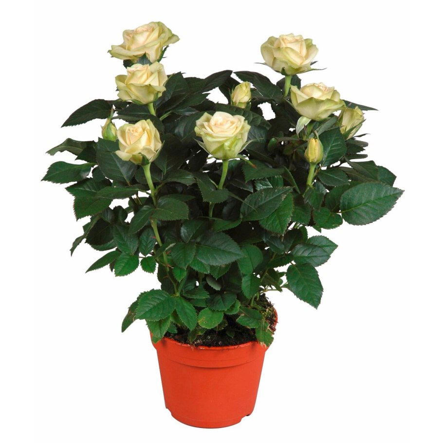 Роза кордана даника