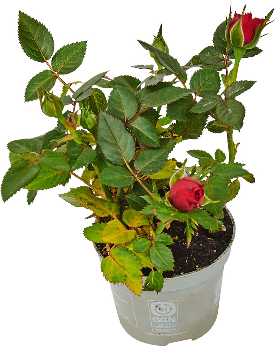 Роза Кордана малиновая Керри