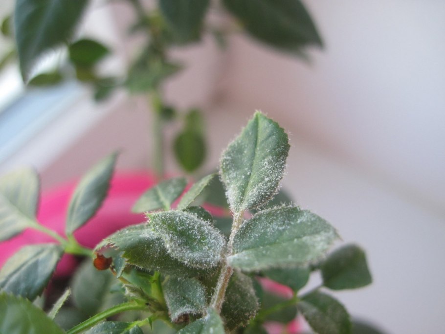 Паутинный клещ на розах