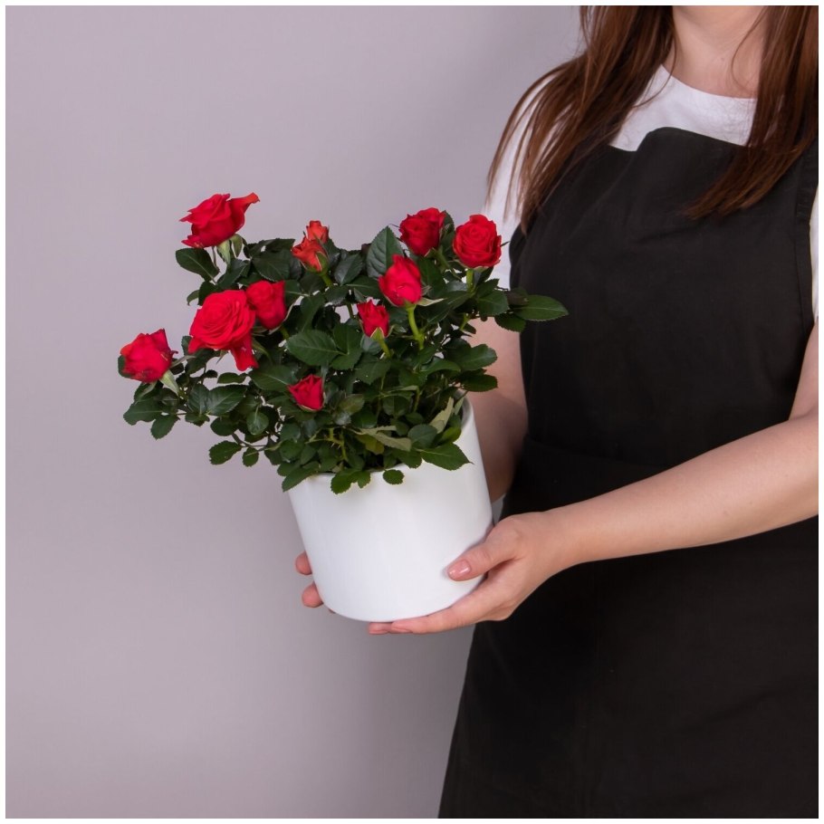 Роза Кордана (Rosa Kordana)