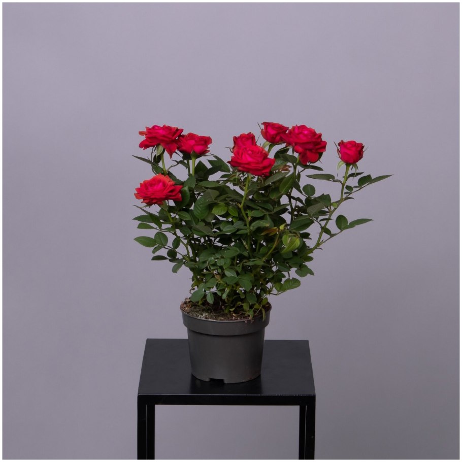 Роза Кордана Гранде