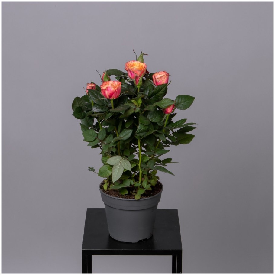 Роза Кордана