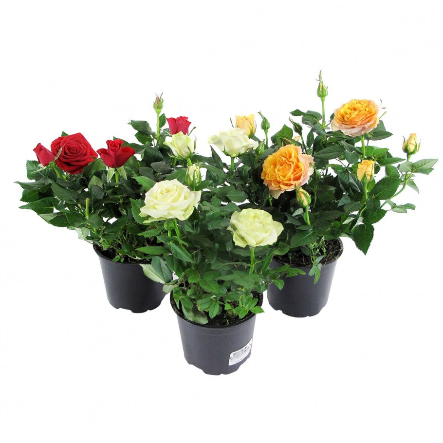 Роза кордана в горшке