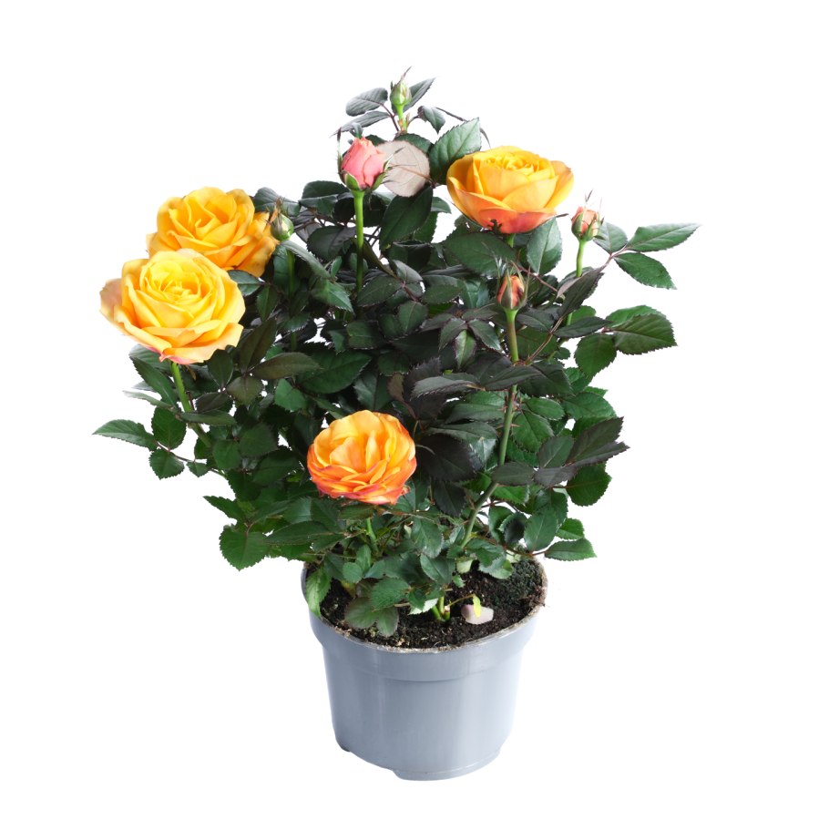 Роза Кордана микс d10 h25