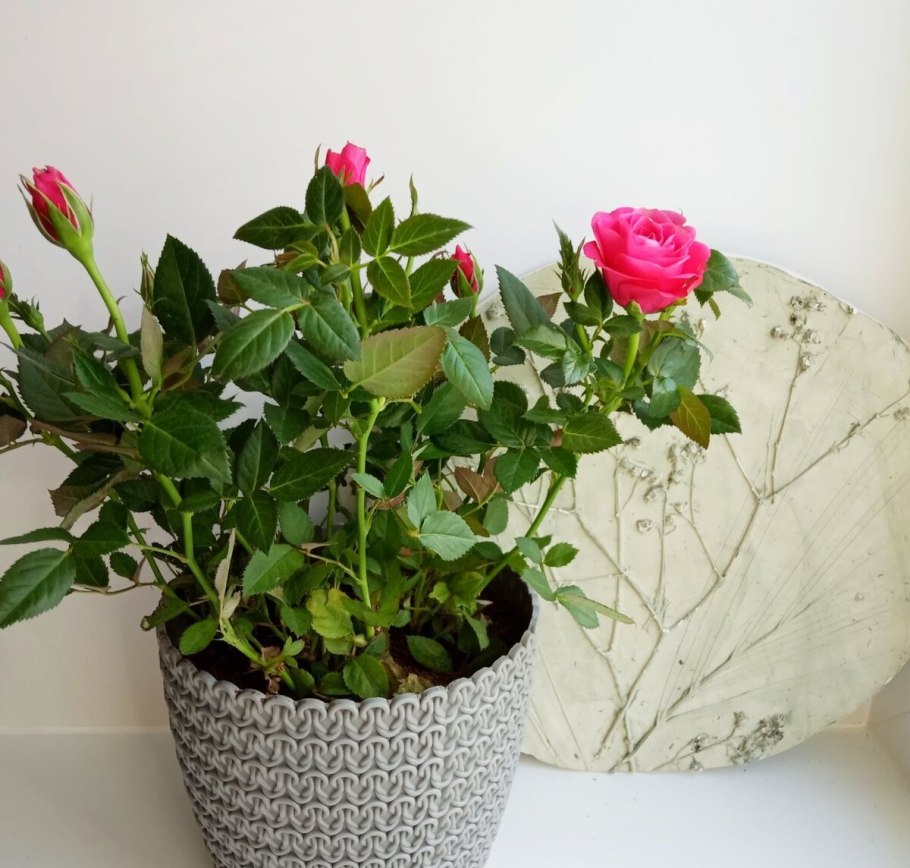 Роза патио малиновая Регина