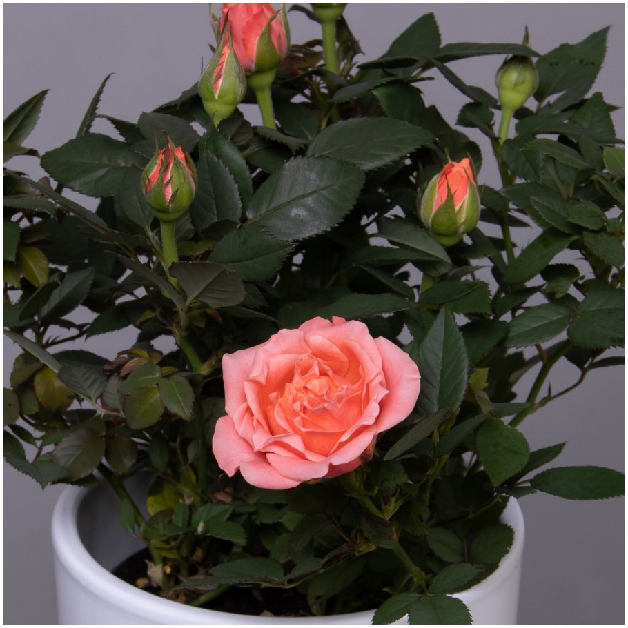 Роза кордана джиджи