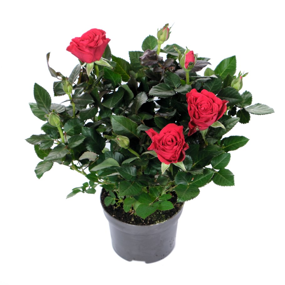 Роза кордана малиновая