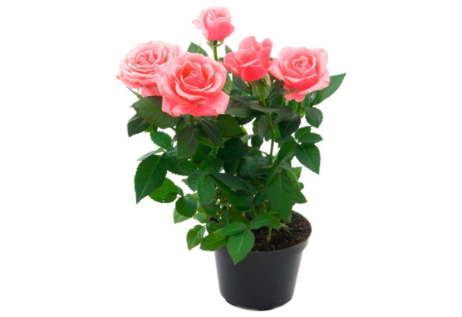 Роза Кордана в горшке