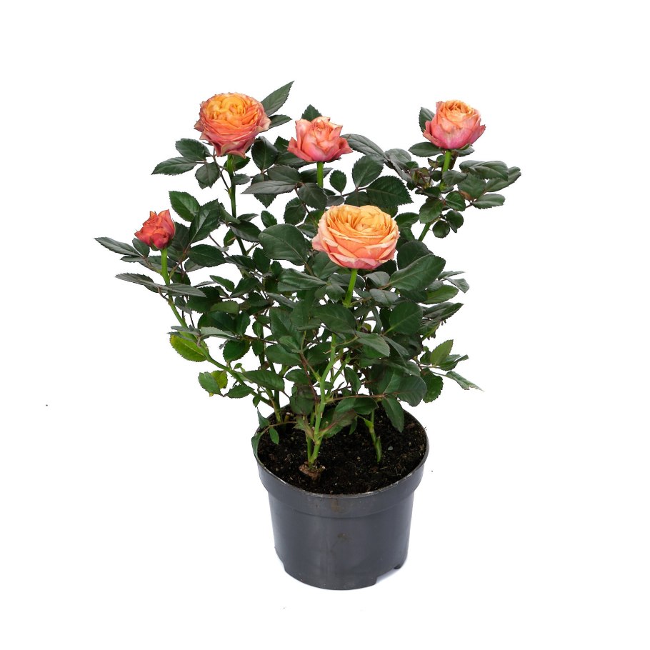 Роза кордана гранд фаербёрд