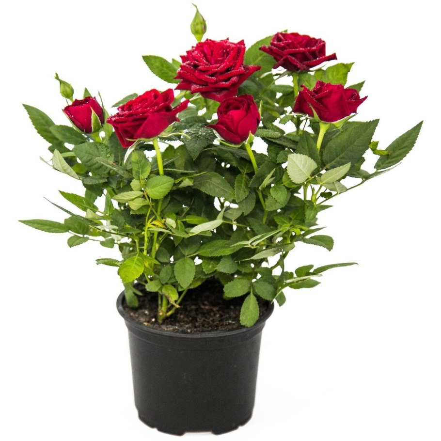 Роза горшечная кордана микс