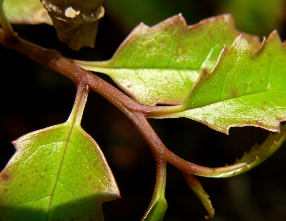 Самшитовая огневка гусеница