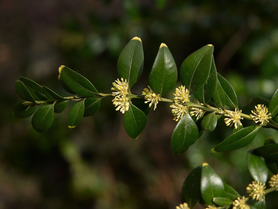 Самшит колхидский