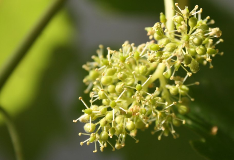 Amborella trichopoda