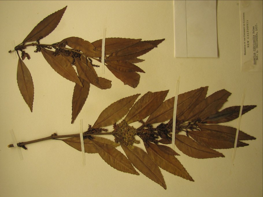 Светло зеленый цвет