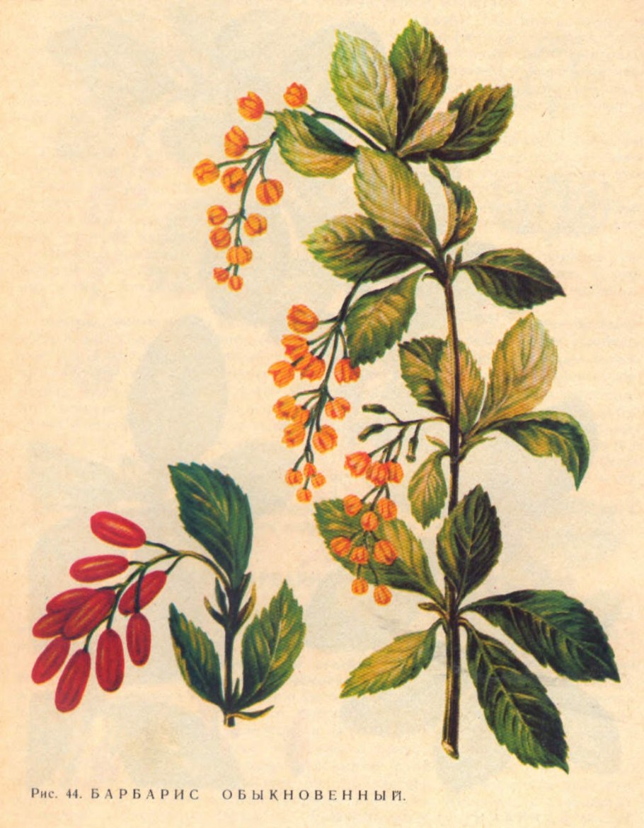 Барбарис обыкновенный ботаника