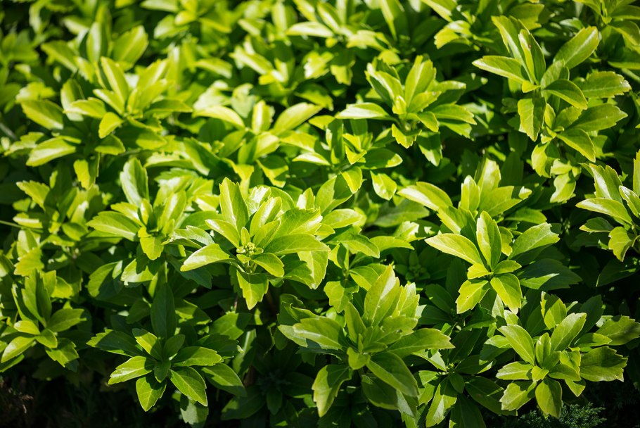 Pachysandra terminalis