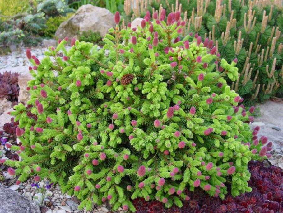 Барбарис дикий кустарник