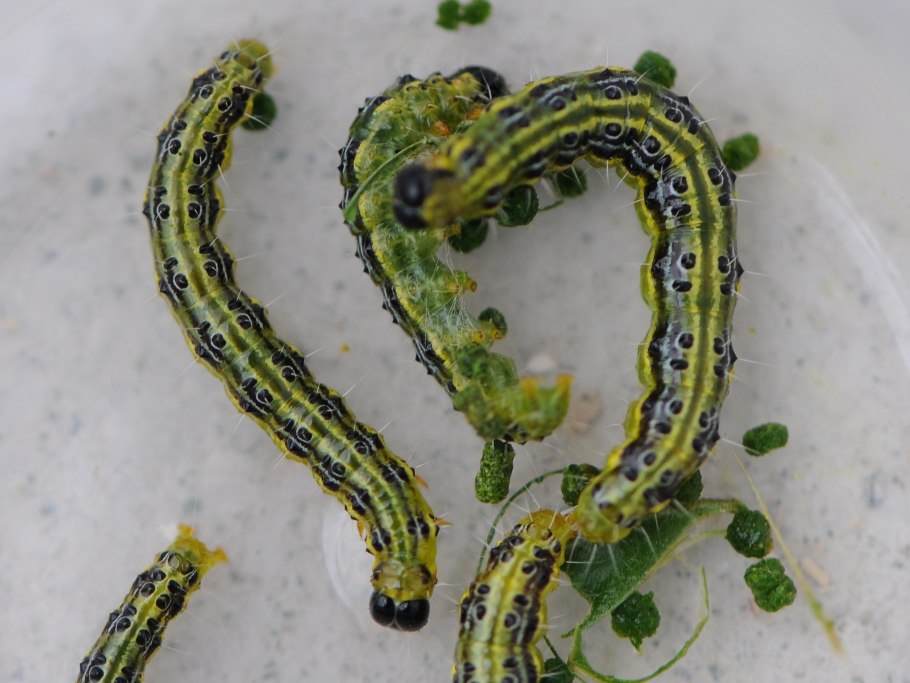 Кладодии спаржи