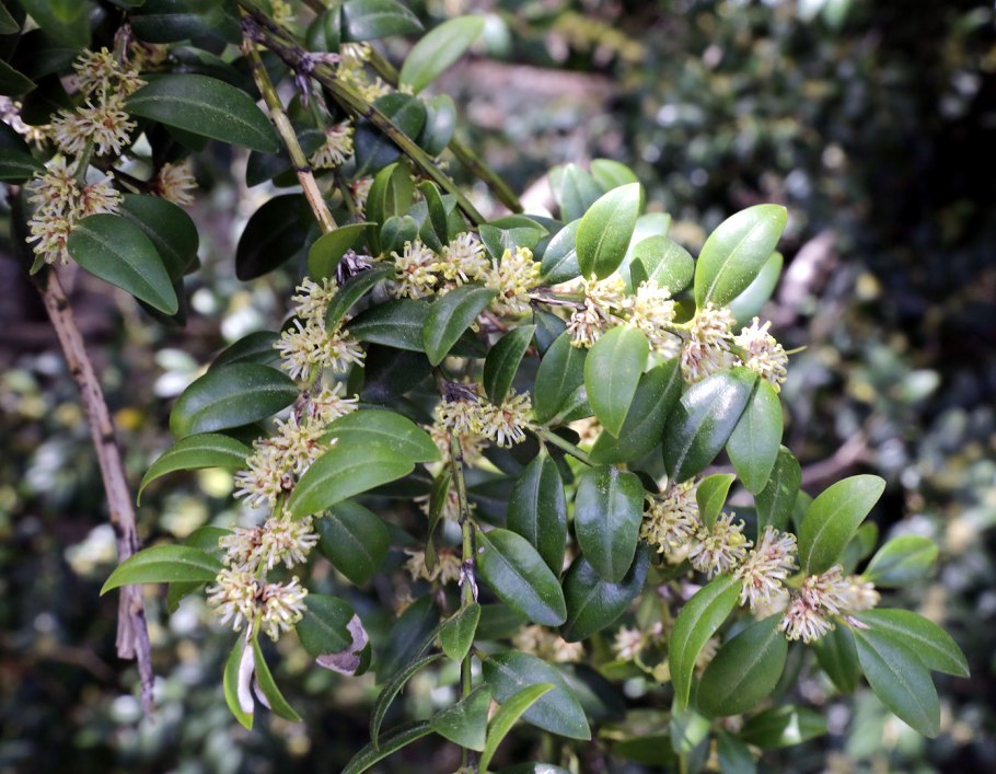 Самшит дерево