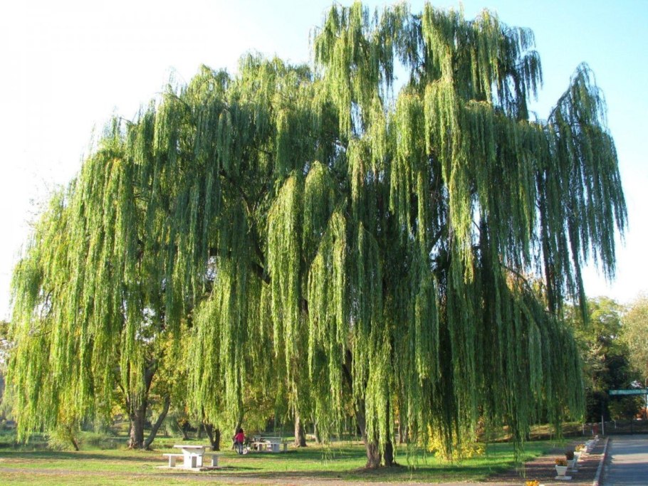 Weeping willow