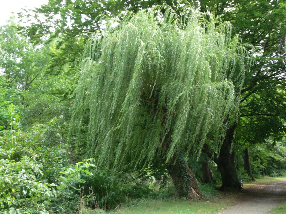 Ива белая плакучая salix alba
