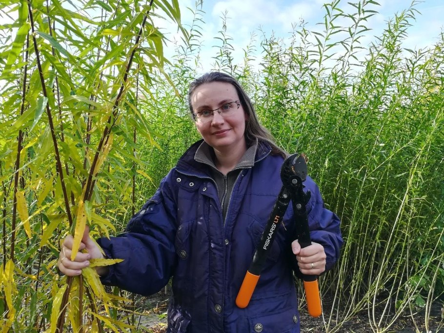 Ива американка гигантская