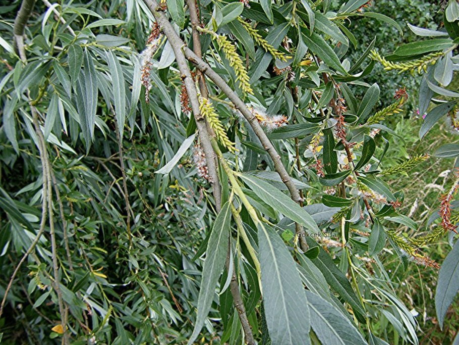 Ива salix alba vitellina pendula