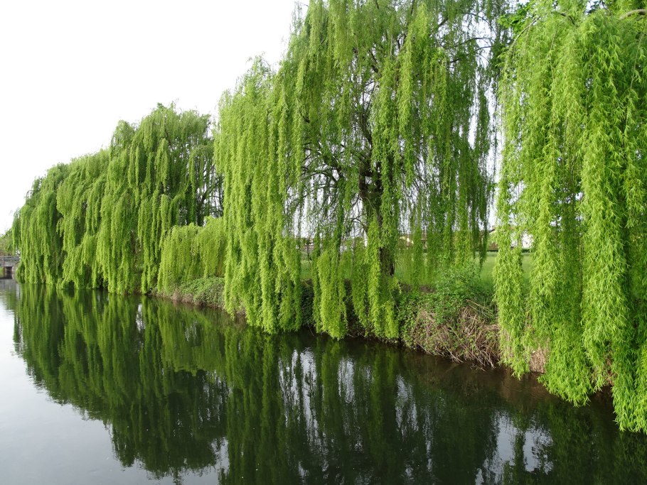 Weeping willow tree