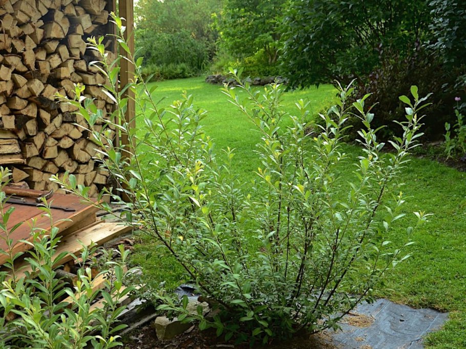 Ива тонкостолбиковая